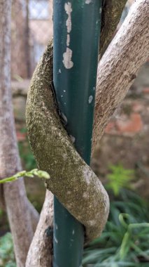 Lizbon şehrindeki yüksek binaların yakınındaki dekoratif bahçe.