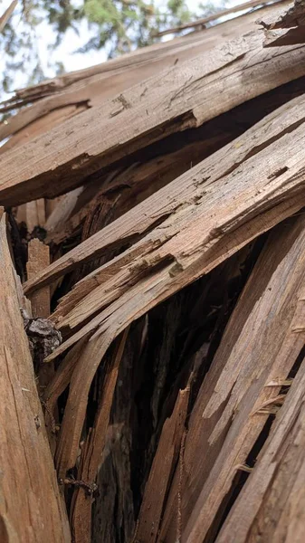 Ağacın Kalın Gövdesi Ortadan Kırıldı Ağaç Güçlü Rüzgardan Yere Düştü — Stok fotoğraf