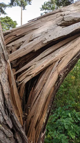 Ağacın Kalın Gövdesi Ortadan Kırıldı Ağaç Güçlü Rüzgardan Yere Düştü — Stok fotoğraf