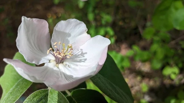 Duży Biały Kwiat Dużymi Płatkami Kwitnie Rano Parku Portugalii — Zdjęcie stockowe