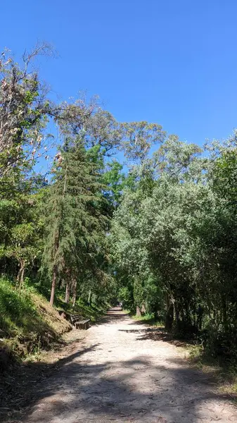 Camino Bosque Día Soleado Portugal — Foto de Stock