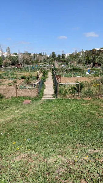 Pessoas Alugaram Parcelas Terra Estão Envolvidas Agricultura Biológica Cidade — Fotografia de Stock