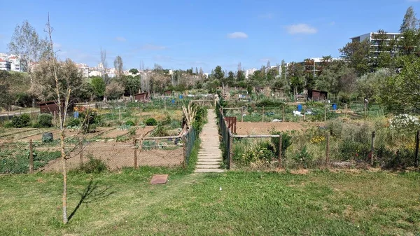 İnsanlar arazi kiralıyor ve şehirde organik tarım yapıyorlar.