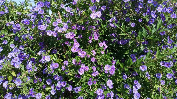 Beautiful Flowering Multiple Blue Flowers Lycianthes Rantonnetii Portugal — Stock Photo, Image