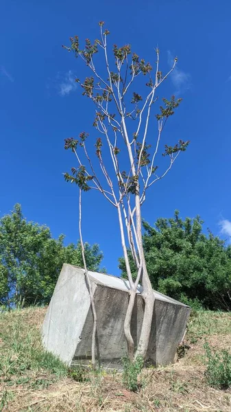 Young Tree Has Bent Grows Bent Because Cube Concrete Has — Stock Photo, Image