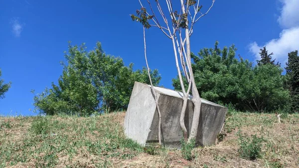Młode Drzewo Wygięło Się Rośnie Wygięte Powodu Sześcianu Betonu Który — Zdjęcie stockowe