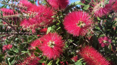 Güzel egzotik çiçek Callistemon Laevis Portekiz 'de çiçek açıyor