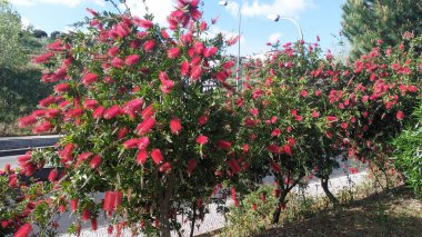 Şehrin göbeğinde, Callistemon güzel yemyeşil çiçeklerle açar.