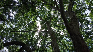 Ağaçlardan ve dallardan oluşan kalın taç ve yapraklardan oluşan gökyüzü fotoğrafını bile zar zor görebiliyorsunuz.