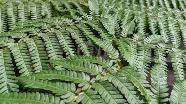 Pattern of a large leaf of the large fern Angiopteris evecta giant fern
