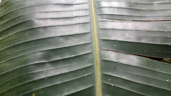 Padrão Folha Banana Verde Textura Macro Foto — Fotografia de Stock
