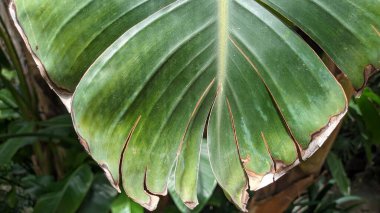 Muz yaprağı makro fotoğrafın sonundan kurumaya başlar ve yaprak sarıya döner.