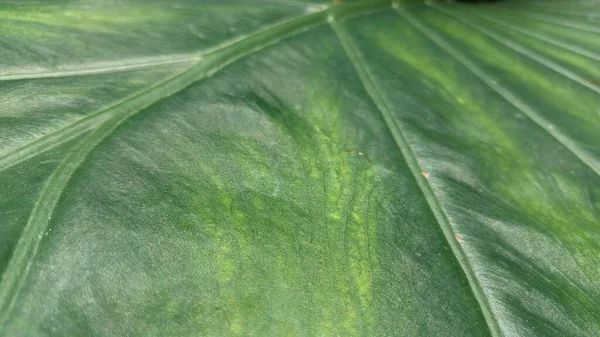 Alocasia Cucullata Żyły Dużego Zielonego Liścia Ozdobnej Rośliny Rosnącej Szklarni — Zdjęcie stockowe