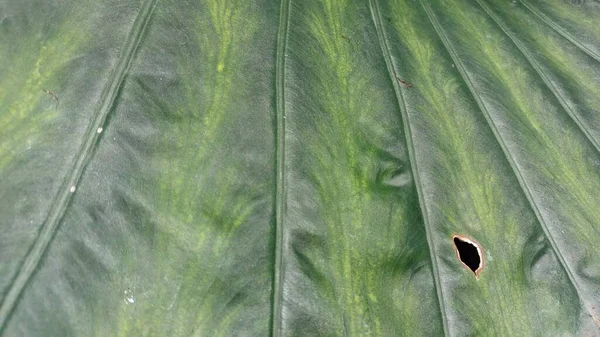 Alocasia Cucullata Vénái Egy Nagy Zöld Levél Egy Dísznövény Egy — Stock Fotó