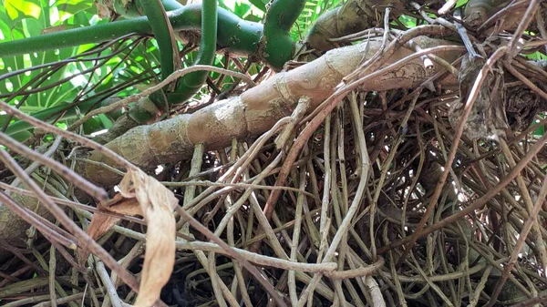 Large and long roots of a tropical plant that grows in Portugal in the south photo