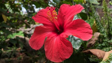 Çin ambarında bitkinin büyük kırmızı bir çiçeği çiçek açar.