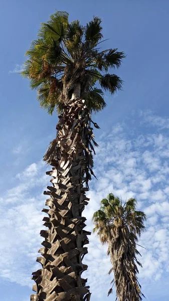 Ongeschoren Ongeschoren Palmboom Tegen Een Blauwe Lucht Met Wolkenfoto — Stockfoto