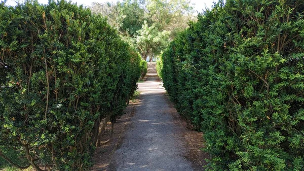 A path and a tall hedge of trimmed boxwood shrubs photo