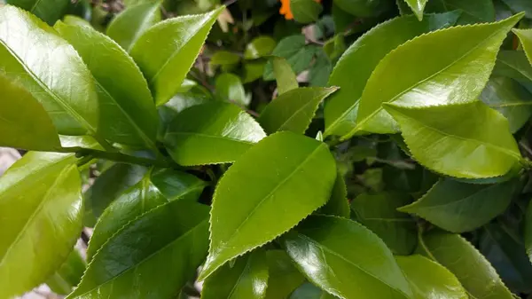 Китайское Чайное Дерево Зеленые Зубчатые Глянцевые Листья Блестящее Фото — стоковое фото