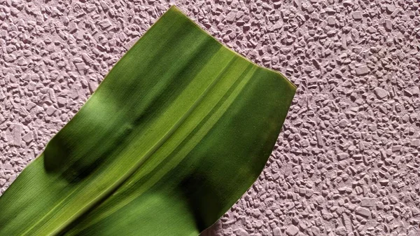 Dracaena Çiçeğinin Uzun Bir Yaprağı Kapalı Alandaki Pembe Bir Duvarın — Stok fotoğraf