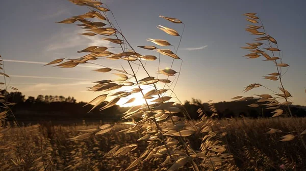 Ear Oats Ripens Backdrop Meadow Forest Sunset Lisbon Photo — Stock Photo, Image