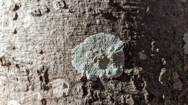 葡萄牙照片中一棵树正方形上的Lichen Fungus Diploicia — 图库照片