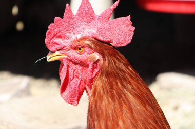 Tavuk kümesi fotoğrafında büyük bir tarak olan bir horozun kafası.