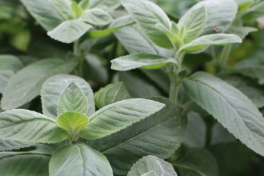 Bahçe fotoğrafında yeşil yapraklı nane bitkisi filizleniyor.