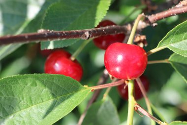 Yeşil yaprakların arka planında asılı parlak kırmızı kirazlar.