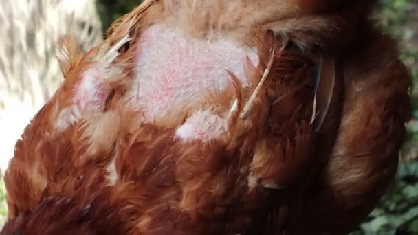 鶏小屋で羽を食べる寄生虫が見つかりました 鶏の背中は裸です — ストック動画