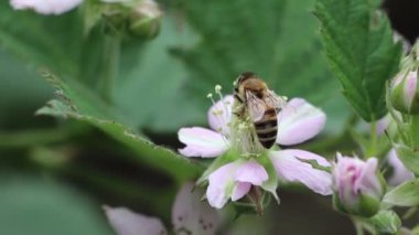 Beyaz böğürtlen çiçeğinin üzerindeki arı yaz videosunda polen topluyor.