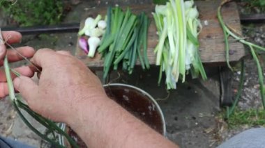 Büyükbabam taze soğanları soyar ve yeşil kısmı soğandan ayırır.