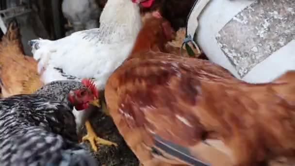 Grandpa Pours Fresh Chopped Grass Feeder Chicken Coop Young Chickens — Stock Video