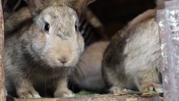 Två Sällskapsdjur Grå Kaniner Bur Tittar Kameran Video — Stockvideo