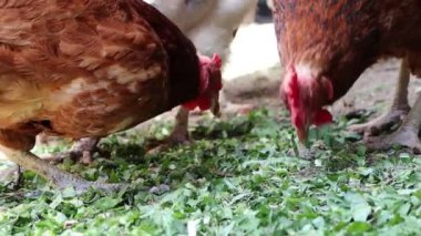Tavuk kümesindeki tavuklar doğranmış yeşil çimenler. Tavuklar kümeste ot yer. 