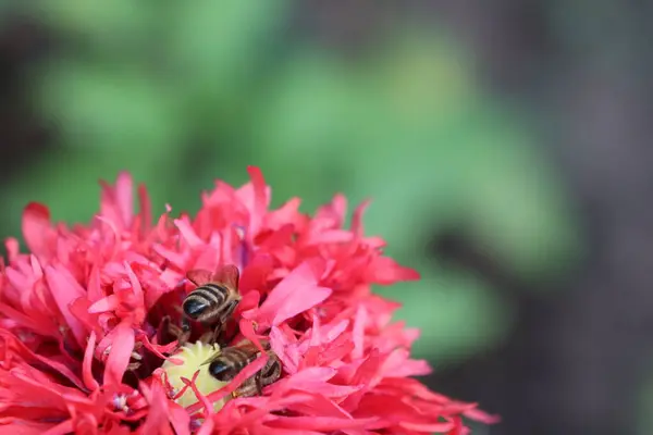 Many bees sit on a single red poppy flower and collect pollen photo