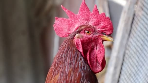 Kepala Ayam Jantan Merah Dengan Sisir Merah Besar Terlihat Video — Stok Video