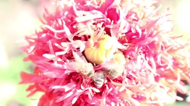 Petit Matin Sous Soleil Nombreuses Abeilles Recueillent Nectar Pollen Vidéo — Video