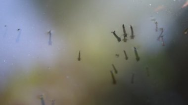 Yağmur suyu varilinde yüzen sivrisinek larvaları.