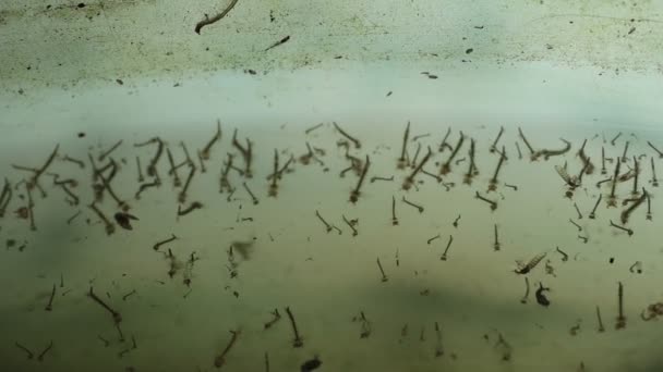 Larvas Mosquitos Nadando Barril Agua Lluvia Video — Vídeo de stock