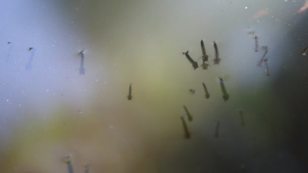蚊子幼虫在一桶雨水录像中游动 — 图库视频影像