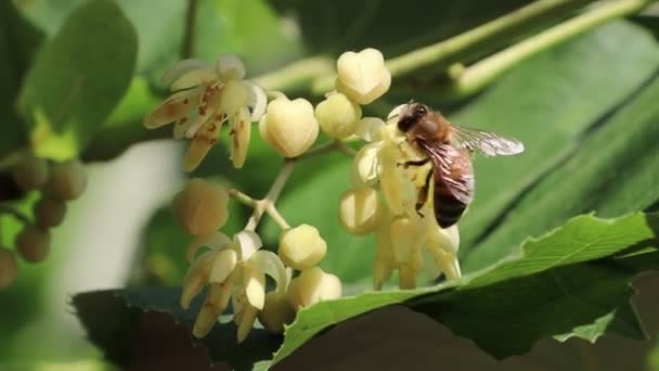 Bir Arı Ihlamur Ağacının Beyaz Çiçeklerinin Üzerinden Uçar Bal Videosu — Stok video