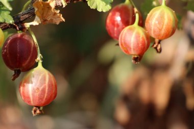 Yazın bir dalın üzerinde olgunlaşmış pembe üzümler olgunlaşmış bektaşi üzümleri.