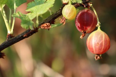 Yazın bir dalın üzerinde olgunlaşmış pembe üzümler olgunlaşmış bektaşi üzümleri.