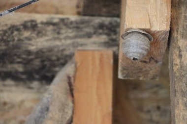 Evin tavanarasında asılı duran eşek arısı kozası.