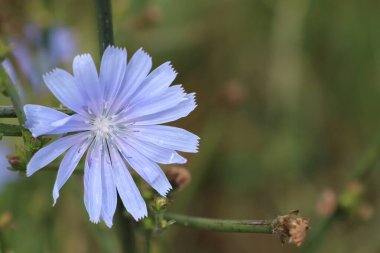 Sabahın köründe açan mavi hindiba çiçeği Macro 'nun fotoğrafını çekti.