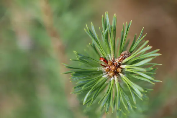 A small conifer tree. Top down photo of the tops of an evergreen tree photo