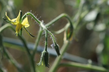 Sarı domates çiçekleri bulanık arkaplan fotoğrafında Macro fotoğrafları açıyor.