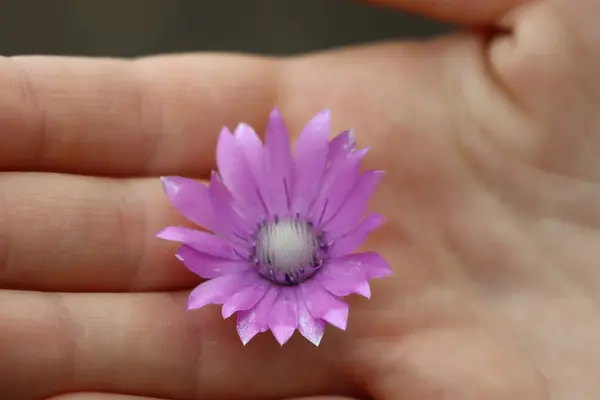 Young female hand holding purple wildflower in palm hand photo