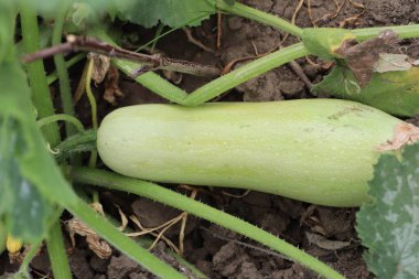Küçük yeşil kabak bir yaz günü fotoğrafında yaprakların arasında olgunlaşır.